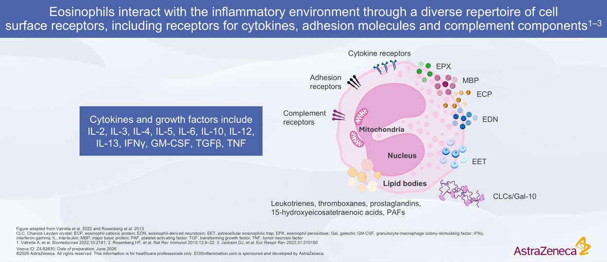 Eosinophil Inflammatory Environment Diagram