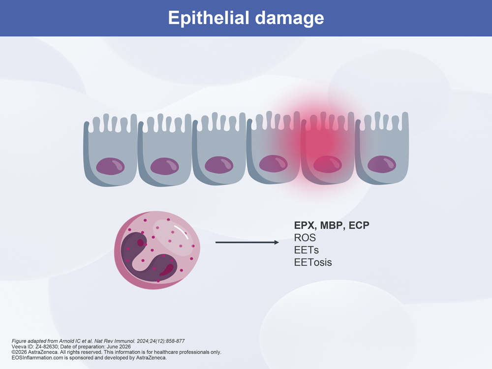 Epithelial Damage Diagram