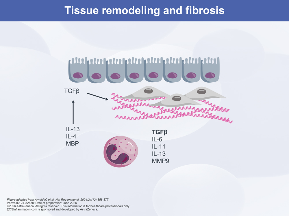 Tissue Remodeling And Fibrosis Diagram