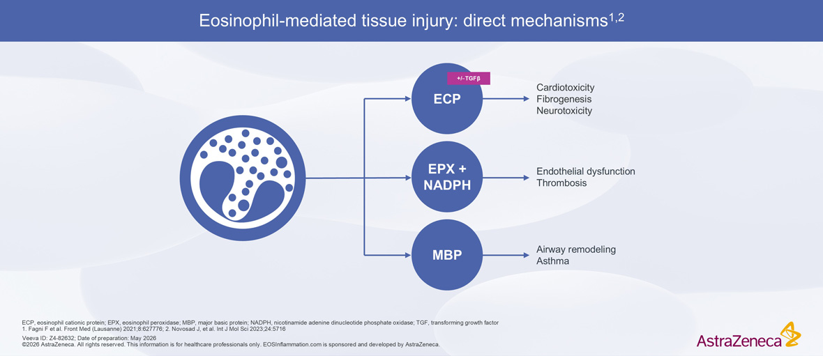 Eosinophil Mediated Tissue Injury Mechanisms