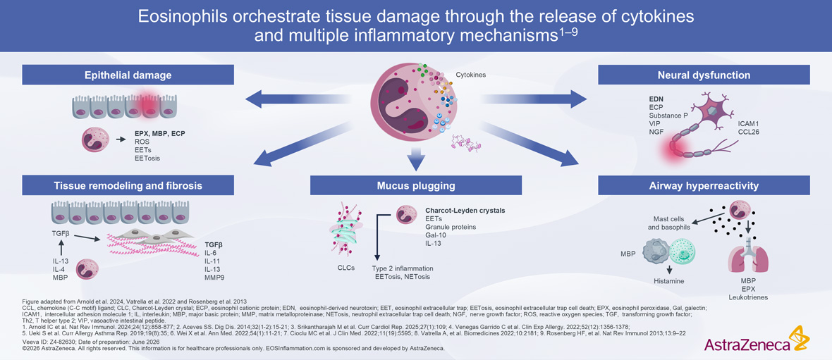 Eosinophil-Mediated Tissue Damage Diagram