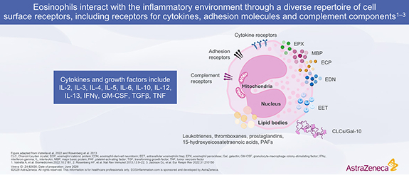 Eosinophil Inflammatory Environment Diagram