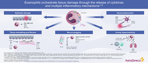 Eosinophil-Mediated Tissue Damage Diagram